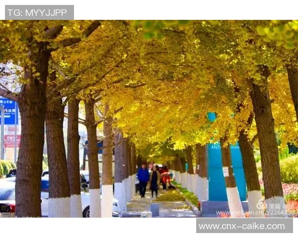 八一足球的辉煌历程与未来展望：传承精神与推动发展的双重使命